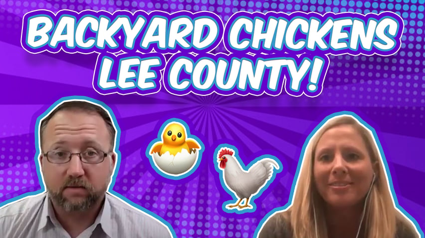 Backyard Chickens Lee county